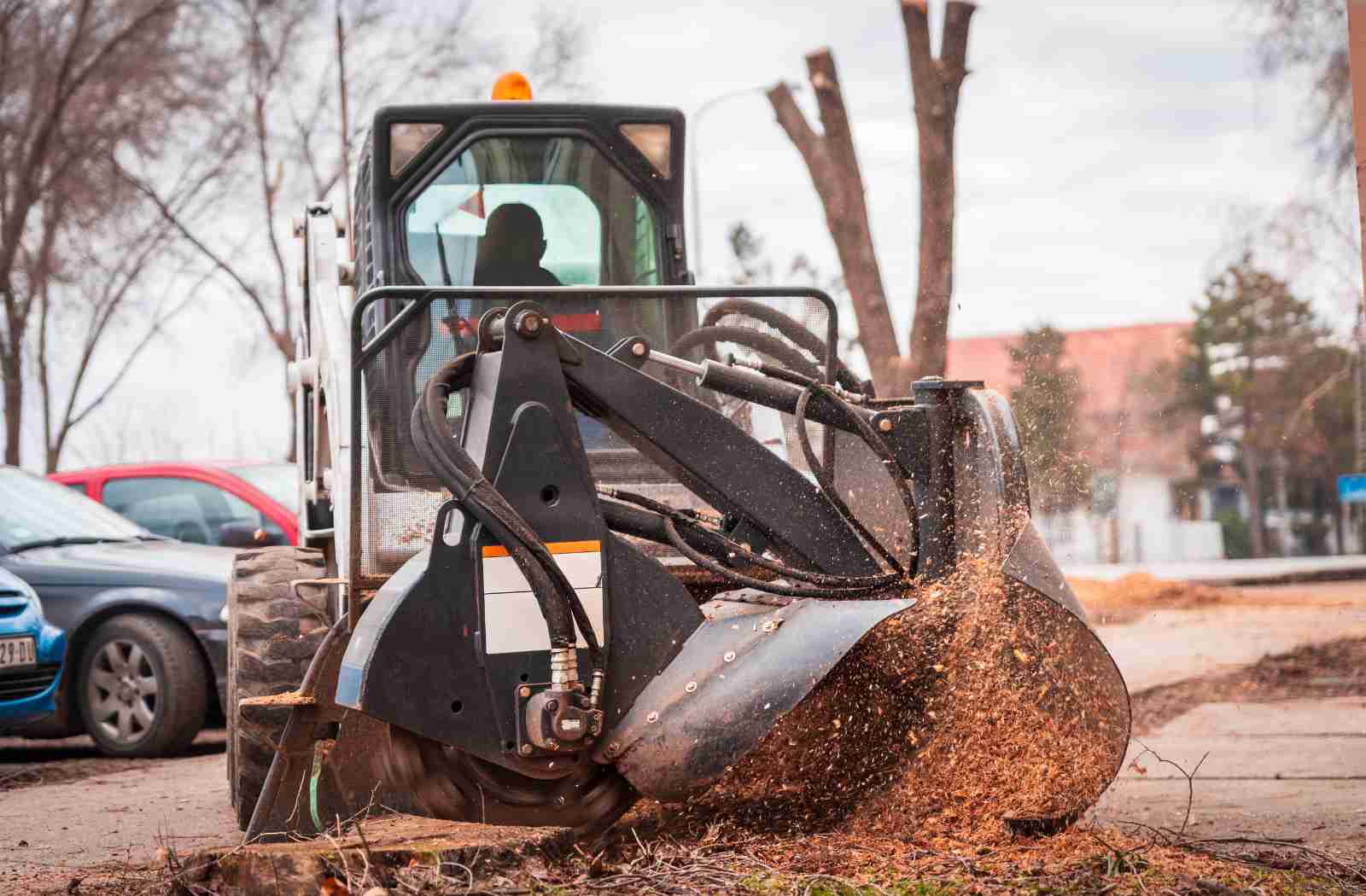 cheap tree removal services