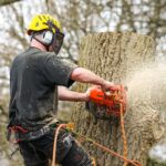 Tree Removal
