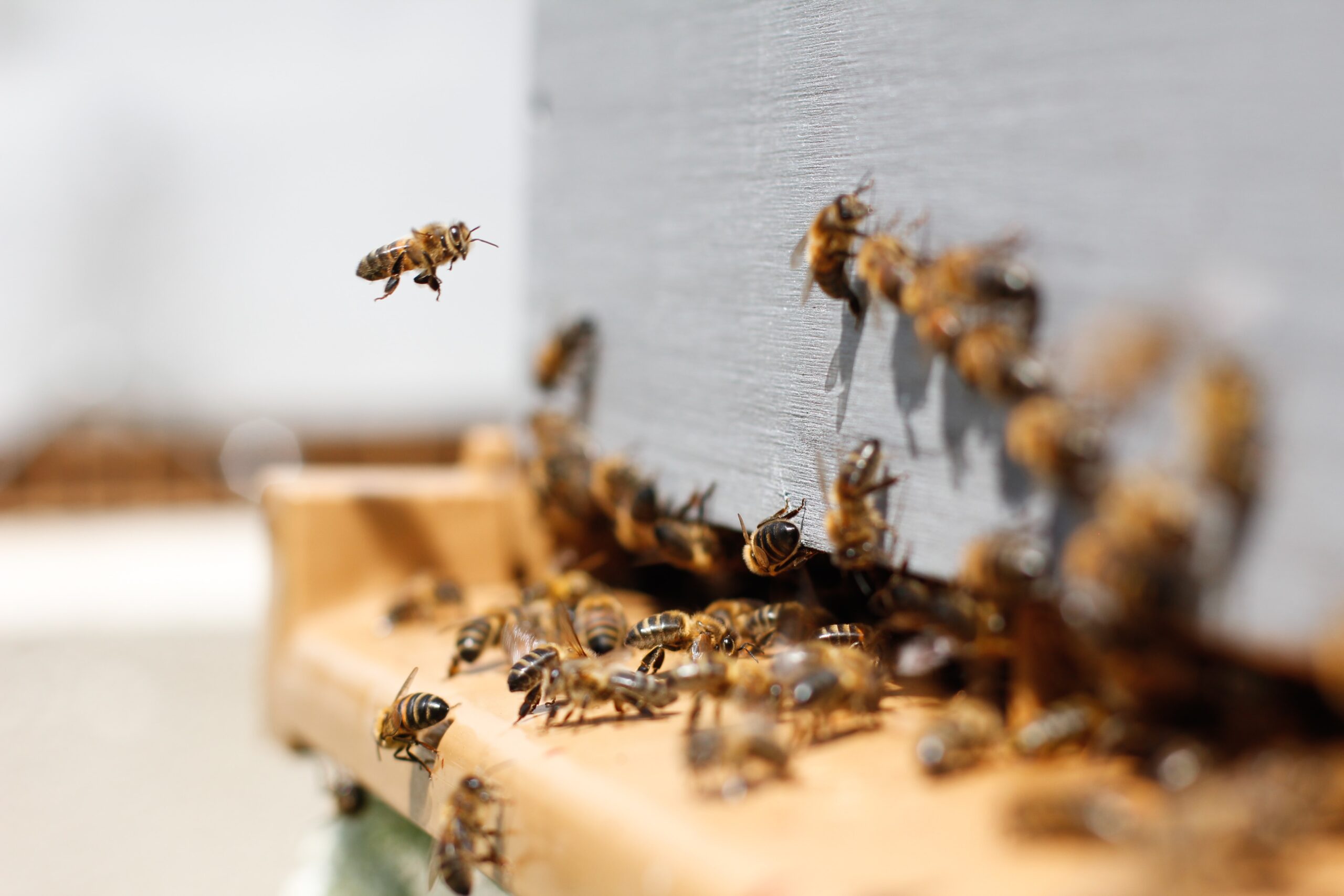 Integrated Pest Management