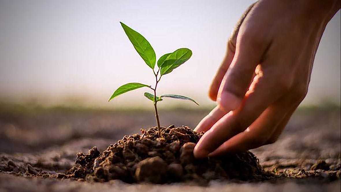What to Expect at Each Stage of Seedling Development