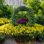 plants for landscaping
