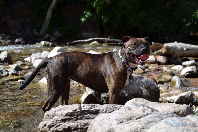 The Staffordshire Bull Terrier: A Loyal and Caring Companion