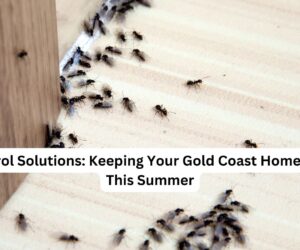 Flea Control Solutions: Keeping Your Gold Coast Home Pest-Free This Summer