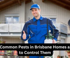 Top 10 Common Pests in Brisbane Homes and How to Control Them