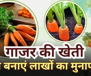 Make profit worth lakhs from carrot farming – know how