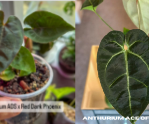 Anthurium Ace of Spades: A Unique Gem for Plant Collectors