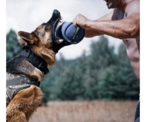 Ensuring Safety and Comfort with Our Range of Dog Muzzles and Prong Collar Covers