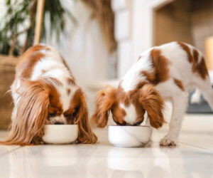 Choosing The Best Nutrition For Your Dog’s