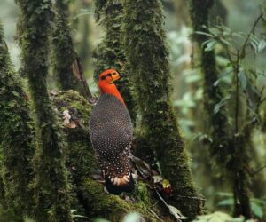 Eaglenest Wildlife Sanctuary: A Hidden Gem in Arunachal Pradesh
