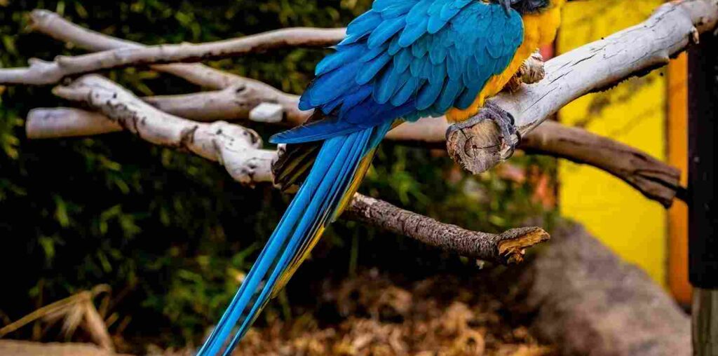 The Blue and Gold Macaw Kendrick