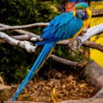 The Blue and Gold Macaw Kendrick
