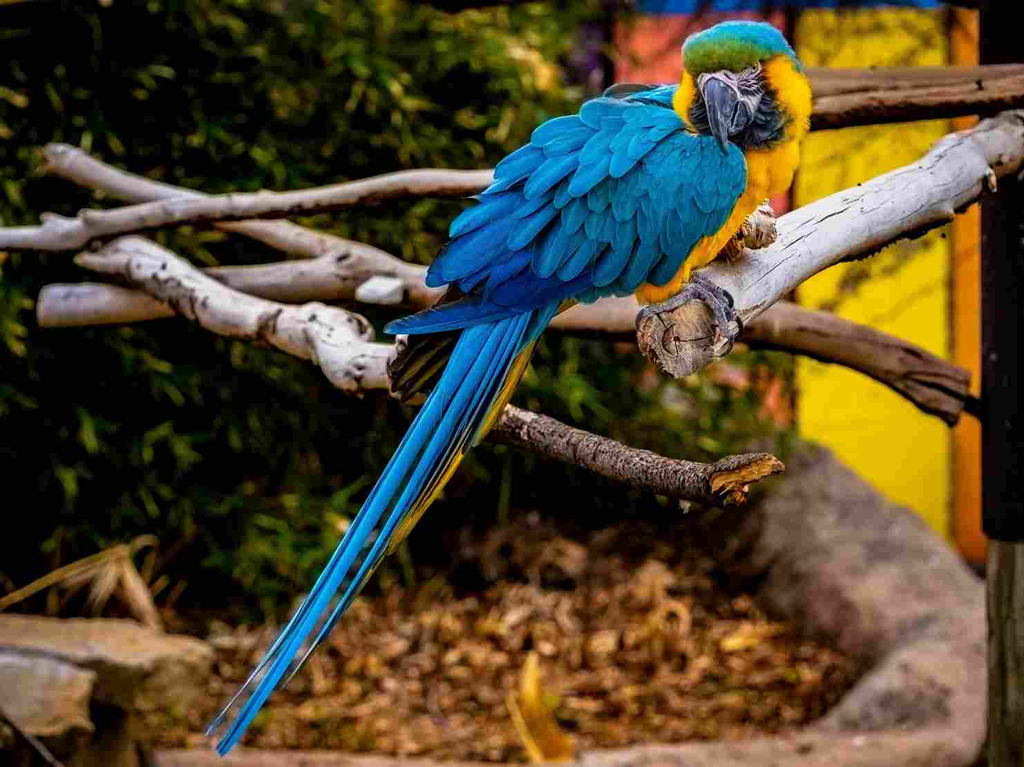 The Blue and Gold Macaw Kendrick