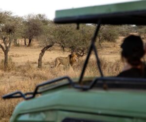 9 Tips for Planning an Affordable African Safari