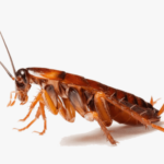 Hire Cockroach Control Caledon Experts