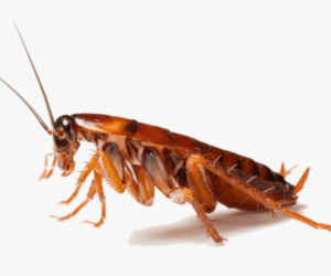 Why You Should Hire Cockroach Control Caledon Experts Today