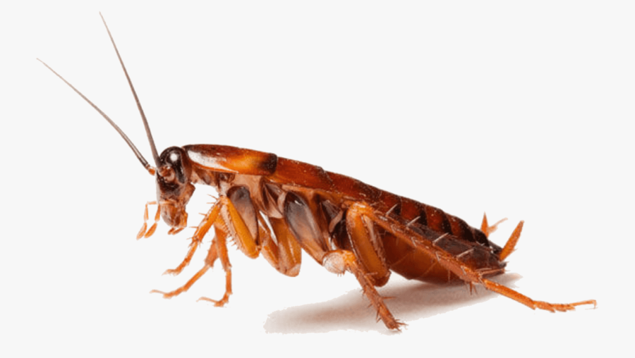 Hire Cockroach Control Caledon Experts