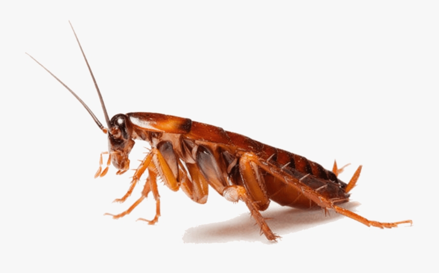 Hire Cockroach Control Caledon Experts