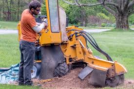 Stump Grinding: The Quick and Efficient Solution for a Clear Yard