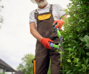 How to Find the Best Arborist Services in Redlands CA
