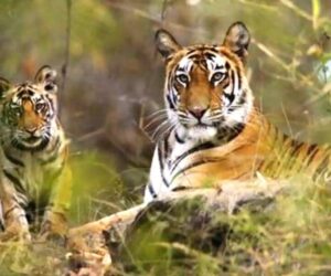 Explore the Best of North India’s Wildlife with Tiger Safaris