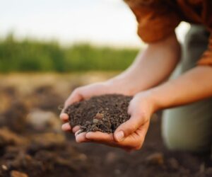 The Fertilizer Market in Peru: Trends, Drivers, and Future Growth Outlook