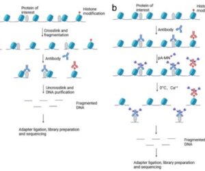 Comprehensive Analysis of Cut&Run vs ChIP-seq