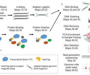 Principles, Workflow and Analysis of DAP-seq