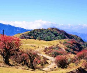 Singalila National Park: A Treasure of the Eastern Himalayas