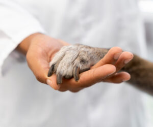 8 Services You Didn’t Know Pawsy Clinic Provides