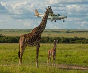Get Ready for an Aerial Adventure: African Flying Safaris by Cheetah Safaris
