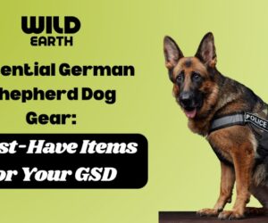 Kale is a Superfood for Dogs!