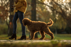 four dog paws