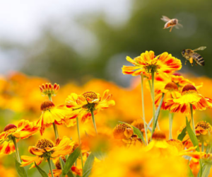 Best Plants to Naturally Deter Bees Without Disturbing Them