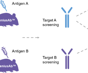 GeniusAb™: A Fully Human Single-Domain Antibody Platform