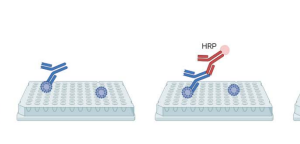 High-Performance HPV IgG ELISA Kit for Accurate and Reliable HPV Antibody Detection