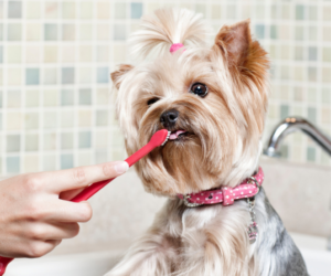 Understanding Pet Dental Care: More Than Just a Smile