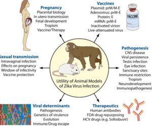 Novel Animal Models for Zika Virus Research