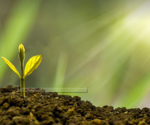 The Intersection of Sustainability and Profitability: Green Business Trends for 2025