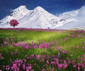Lachen Lachung Gurudongmar Tour Package: Your Ultimate Guide