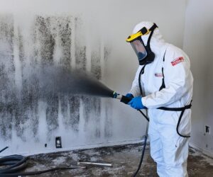 Mold Removal Near Me in Miami: Protect Your Home and Health