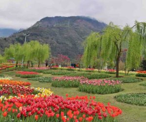 Srinagar to Gurez Valley Itinerary: A Complete Guide to Kashmir’s Hidden Gem