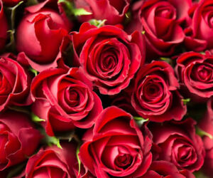 Celebrating Love and Friendship The Best Flowers to Buy Online in Castle Hill for Valentine’s Day 2025