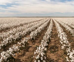 Cotton Farming in India: Requirements and Procedures