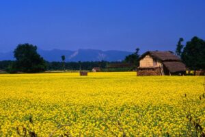 Terai nepal
