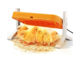 A Comprehensive Guide to Chicken Egg Incubators