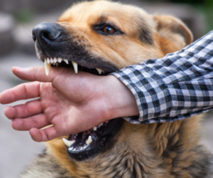 When to Hire a Dog Bite Lawyer in St. Louis