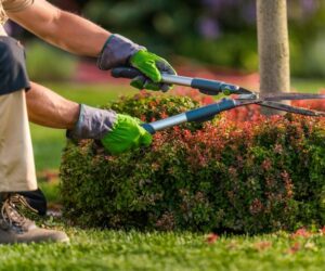 Common Mistakes to Avoid When Hiring a Landscape Specialist