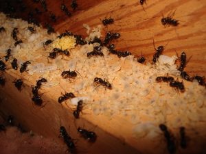 Quick and Easy Ant Control Solutions for Melbourne Residents