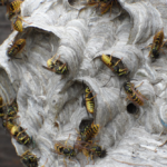 Pest Control Burnaby