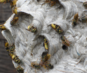 How to Prevent Pests with Expert Pest Control Burnaby?